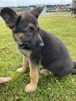 Kelly, a male German Shepherd Dog for sale in Puyallup, WA – 1 of 4
