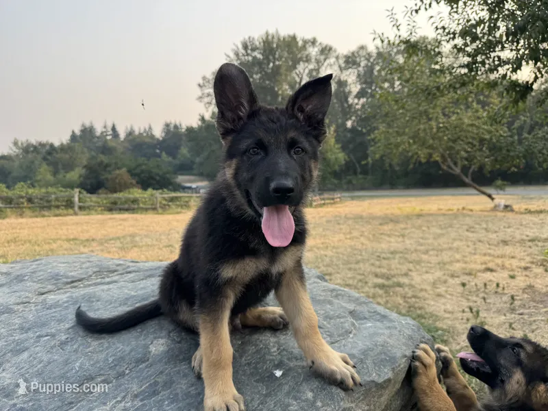 Cash – German Shepherd Dog puppy for sale in Puyallup, WA