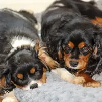 processed/0bfd7092-f1ed-4060-8d36-cd33b570c065/facility/7b1dabbf-2b1e-42b4-a5a1-81711ec2450a