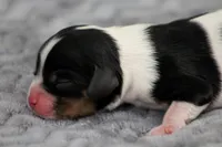 RESERVED Prince Eric, a male Cavalier King Charles Spaniel for sale in Granite Falls, NC – Photo 3 of 6