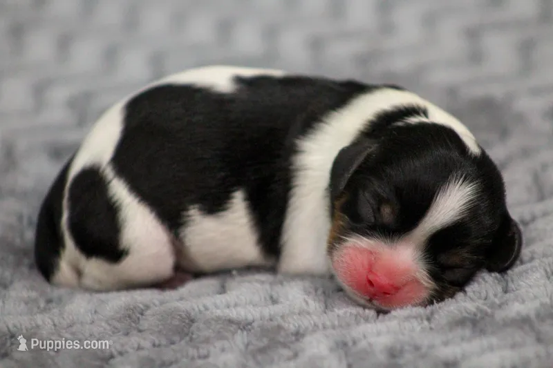 RESERVED Prince Eric