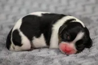 RESERVED Prince Eric, a male Cavalier King Charles Spaniel for sale in Granite Falls, NC – Photo 1 of 6