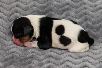 RESERVED Prince Eric, a male Cavalier King Charles Spaniel for sale in Granite Falls, NC – Photo 2 of 6