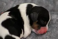 RESERVED Prince Eric, a male Cavalier King Charles Spaniel for sale in Granite Falls, NC – Photo 4 of 6