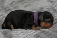 Aquata, a female Cavalier King Charles Spaniel for sale in Granite Falls, NC – Photo 3 of 6