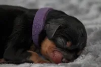 Aquata, a female Cavalier King Charles Spaniel for sale in Granite Falls, NC – Photo 4 of 6