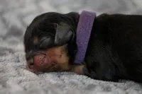 Aquata, a female Cavalier King Charles Spaniel for sale in Granite Falls, NC – Photo 1 of 6