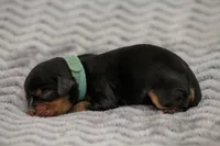 Andrina, a female Cavalier King Charles Spaniel for sale in Granite Falls, NC – Photo 4 of 6