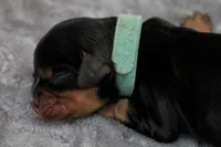 Andrina, a female Cavalier King Charles Spaniel for sale in Granite Falls, NC – Photo 3 of 6