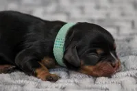 Andrina, a female Cavalier King Charles Spaniel for sale in Granite Falls, NC – Photo 1 of 6