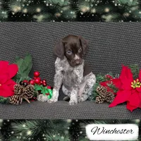 Spoken For: Winchester, a male German Shorthaired Pointer for sale in Granite Falls, NC – Photo 4 of 7