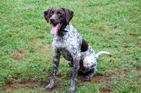 Spoken For: Winchester, a male German Shorthaired Pointer for sale in Granite Falls, NC – Photo 7 of 7
