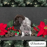 Spoken For: Winchester, a male German Shorthaired Pointer for sale in Granite Falls, NC – Photo 3 of 7