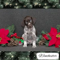 Spoken For: Winchester, a male German Shorthaired Pointer for sale in Granite Falls, NC – Photo 2 of 7