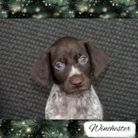 Spoken For: Winchester, a male German Shorthaired Pointer for sale in Granite Falls, NC – Photo 1 of 7