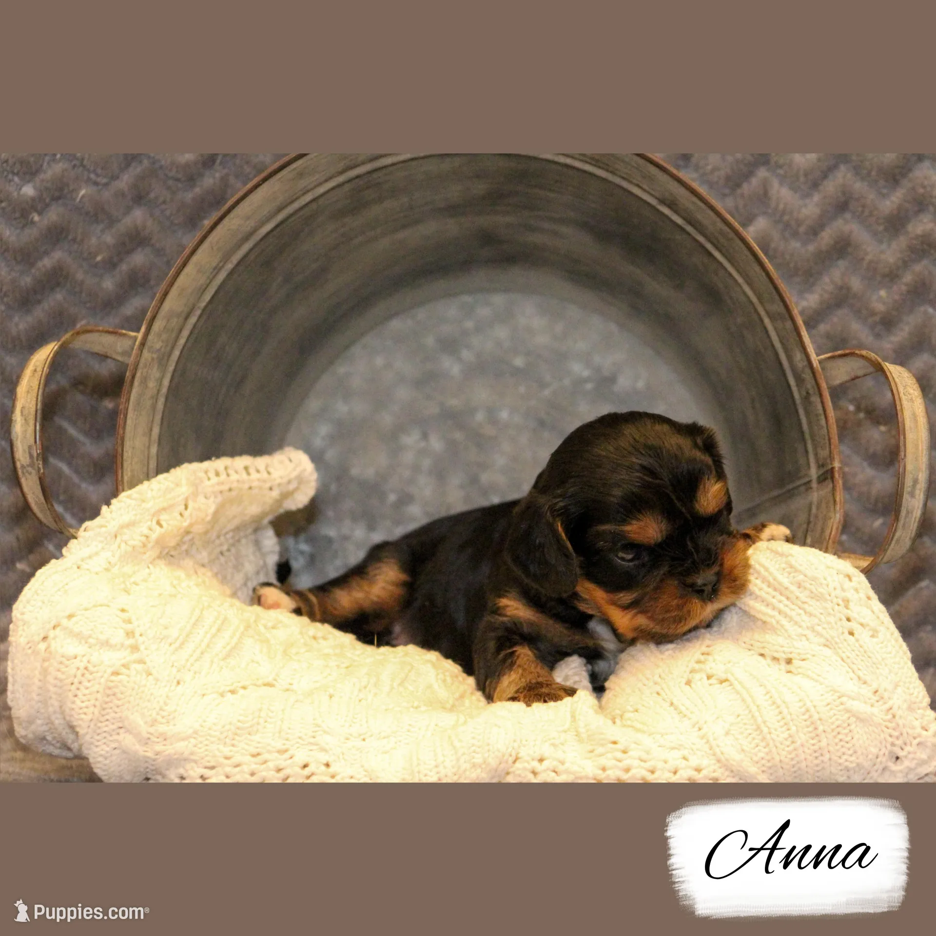 3rd Pick Female, a female Cavalier King Charles Spaniel for sale in Granite Falls, NC – Photo 2 of 6