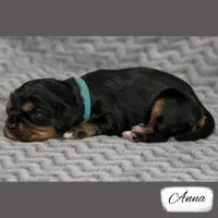 3rd Pick Female, a female Cavalier King Charles Spaniel for sale in Granite Falls, NC – Photo 3 of 6