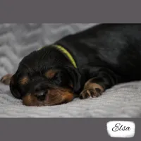 3rd Pick Female, a female Cavalier King Charles Spaniel for sale in Granite Falls, NC – Photo 4 of 6