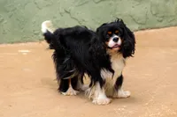 3rd Pick Female, a female Cavalier King Charles Spaniel for sale in Granite Falls, NC – Photo 6 of 6