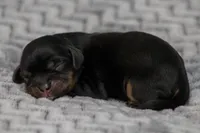 Ariel, a female Cavalier King Charles Spaniel for sale in Granite Falls, NC – Photo 2 of 6