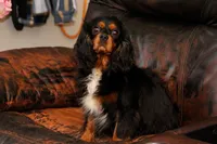 Ariel, a female Cavalier King Charles Spaniel for sale in Granite Falls, NC – Photo 6 of 6