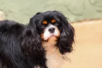 Ariel, a female Cavalier King Charles Spaniel for sale in Granite Falls, NC – Photo 5 of 6