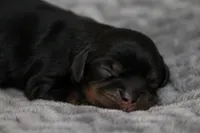 Ariel, a female Cavalier King Charles Spaniel for sale in Granite Falls, NC – Photo 1 of 6