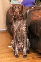 Spoken For Sig, a male German Shorthaired Pointer for sale in Granite Falls, NC – Photo 7 of 8