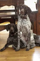 Spoken For Sig, a male German Shorthaired Pointer for sale in Granite Falls, NC – Photo 8 of 8