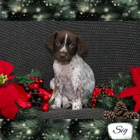 Spoken For Sig, a male German Shorthaired Pointer for sale in Granite Falls, NC – Photo 4 of 8