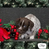 Spoken For Sig, a male German Shorthaired Pointer for sale in Granite Falls, NC – Photo 6 of 8