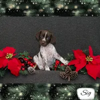 Spoken For Sig, a male German Shorthaired Pointer for sale in Granite Falls, NC – Photo 2 of 8