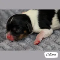 RESERVED First Pick Tri, a female Cavalier King Charles Spaniel for sale in Granite Falls, NC – Photo 3 of 5