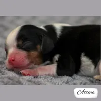 RESERVED First Pick Tri, a female Cavalier King Charles Spaniel for sale in Granite Falls, NC – Photo 2 of 5