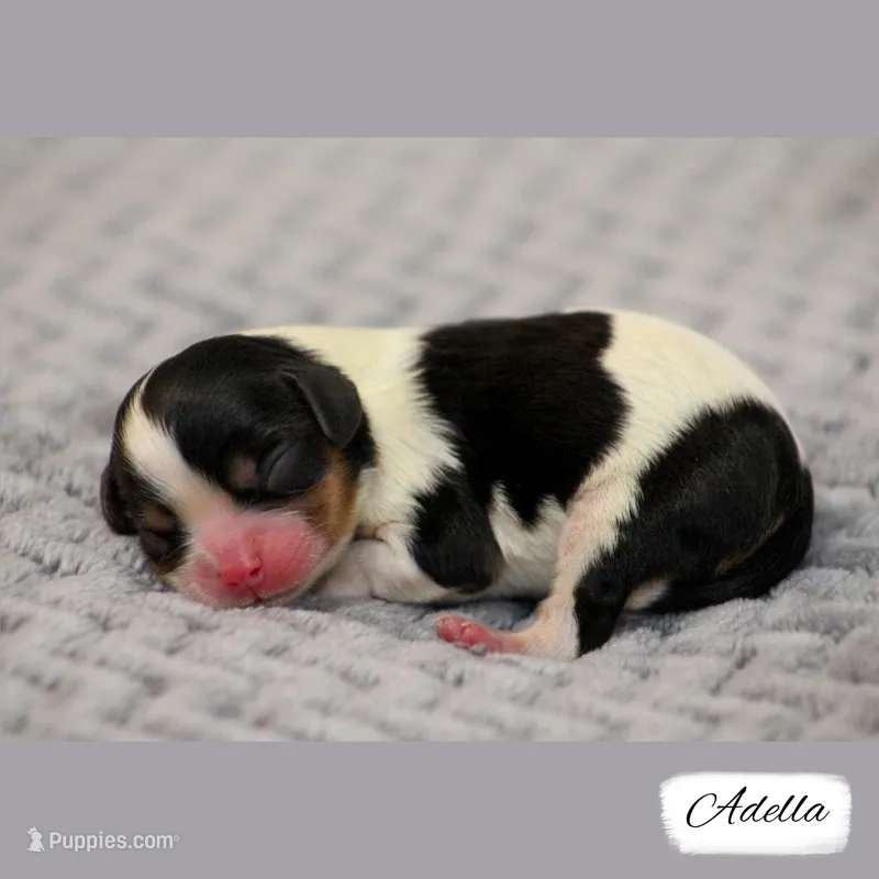 RESERVED First Pick Tri