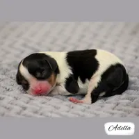 RESERVED First Pick Tri, a female Cavalier King Charles Spaniel for sale in Granite Falls, NC – Photo 1 of 5