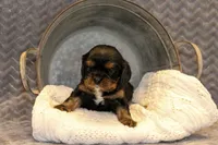 Kristoff, a male Cavalier King Charles Spaniel for sale in Granite Falls, NC – Photo 3 of 5