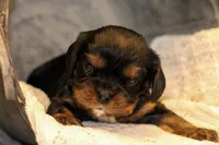 Kristoff, a male Cavalier King Charles Spaniel for sale in Granite Falls, NC – Photo 2 of 5