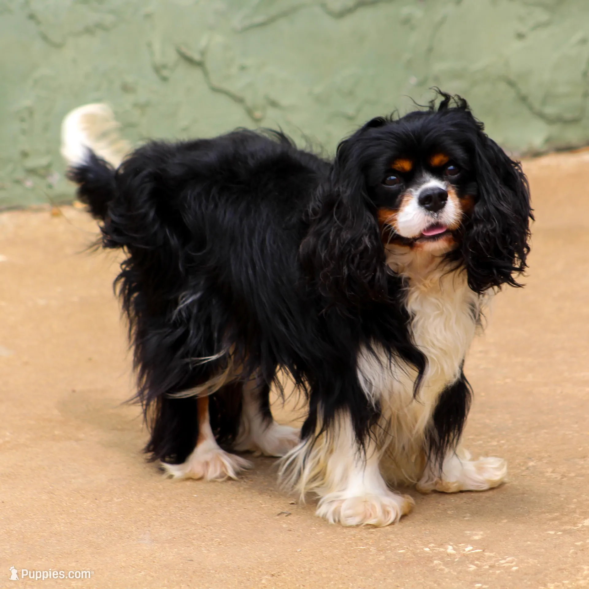 Kristoff, a male Cavalier King Charles Spaniel for sale in Granite Falls, NC – Photo 5 of 5