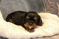 Kristoff, a male Cavalier King Charles Spaniel for sale in Granite Falls, NC – Photo 4 of 5