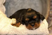 Kristoff, a male Cavalier King Charles Spaniel for sale in Granite Falls, NC – Photo 1 of 5