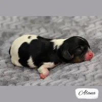 RESERVED Second Pick Tri, a female Cavalier King Charles Spaniel for sale in Granite Falls, NC – Photo 2 of 5