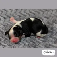 RESERVED Second Pick Tri, a female Cavalier King Charles Spaniel for sale in Granite Falls, NC – Photo 3 of 5