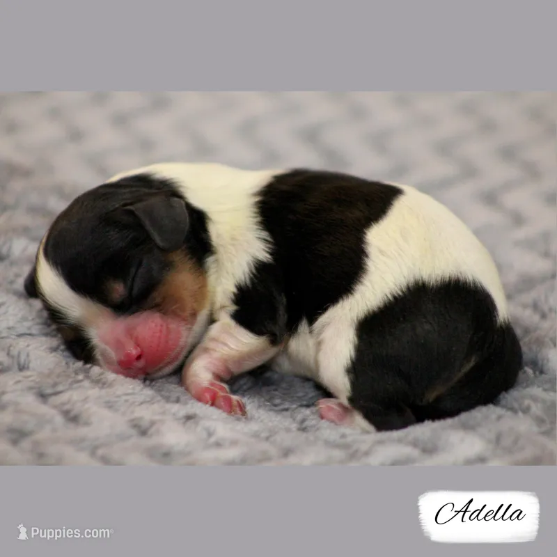 RESERVED Second Pick Tri