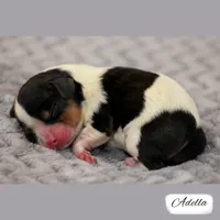 RESERVED Second Pick Tri, a female Cavalier King Charles Spaniel for sale in Granite Falls, NC – Photo 1 of 5