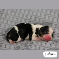 Third Pick Tri, a female Cavalier King Charles Spaniel for sale in Granite Falls, NC – Photo 2 of 5