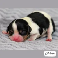 Third Pick Tri, a female Cavalier King Charles Spaniel for sale in Granite Falls, NC – Photo 1 of 5