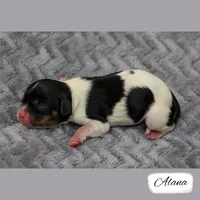 Third Pick Tri, a female Cavalier King Charles Spaniel for sale in Granite Falls, NC – Photo 3 of 5