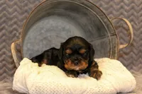 Olaf, a male Cavalier King Charles Spaniel for sale in Granite Falls, NC – Photo 3 of 6