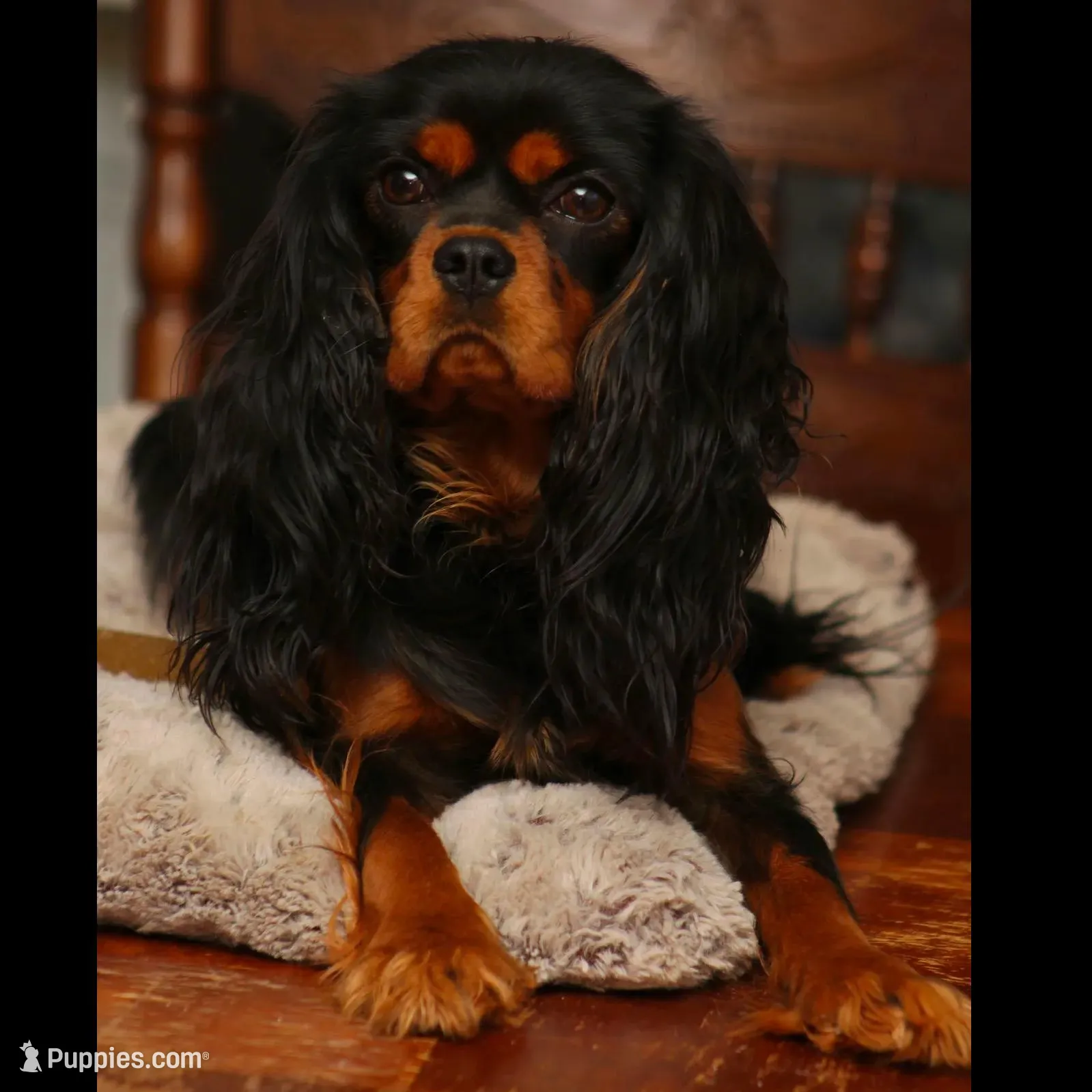 Olaf, a male Cavalier King Charles Spaniel for sale in Granite Falls, NC – Photo 5 of 6